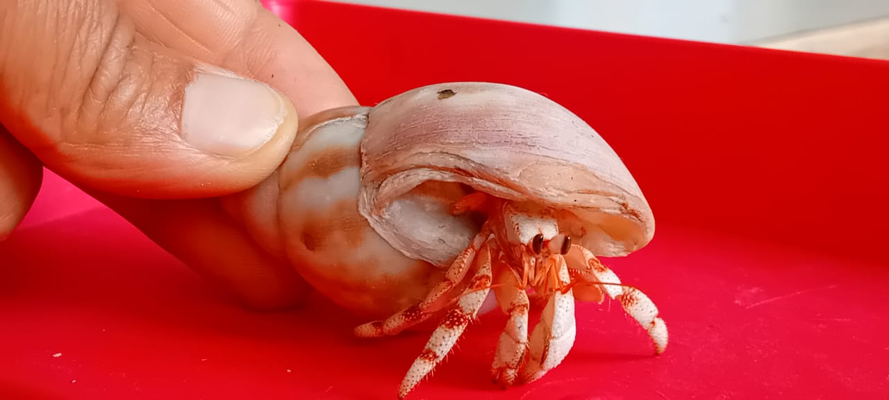 Collecte de bernard-l’hermite – bord de mer