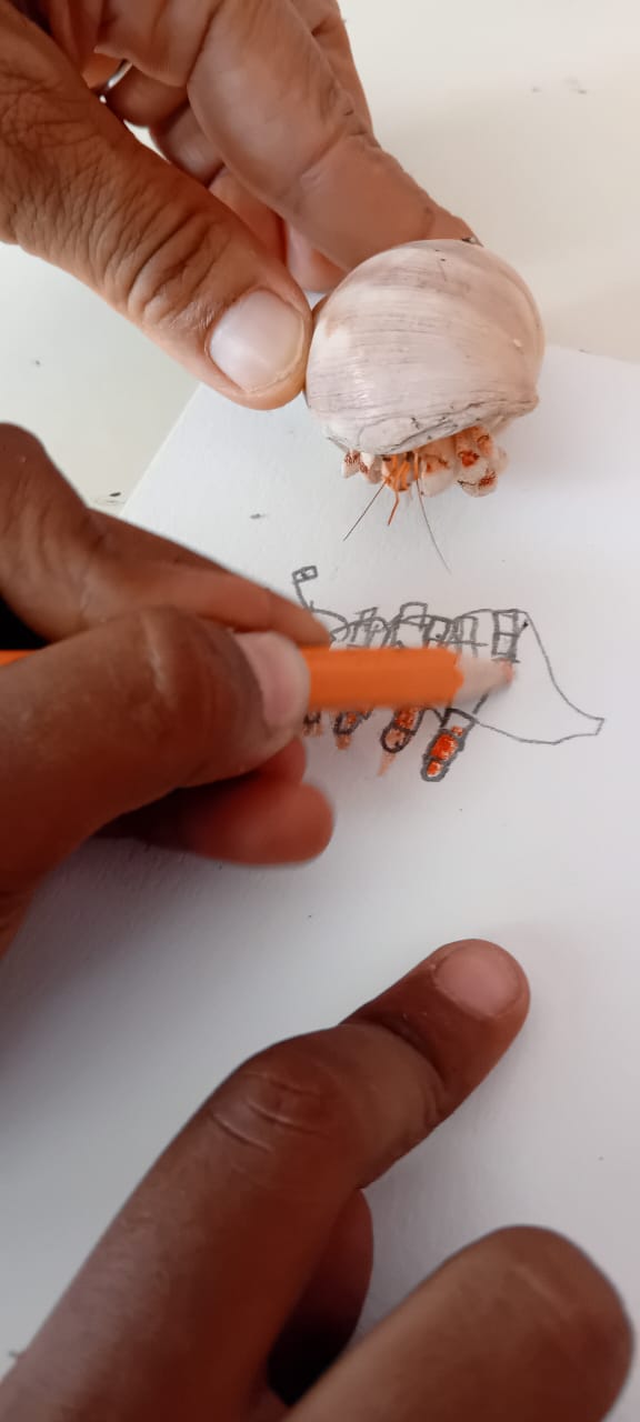 Observation des bernard-l’hermite