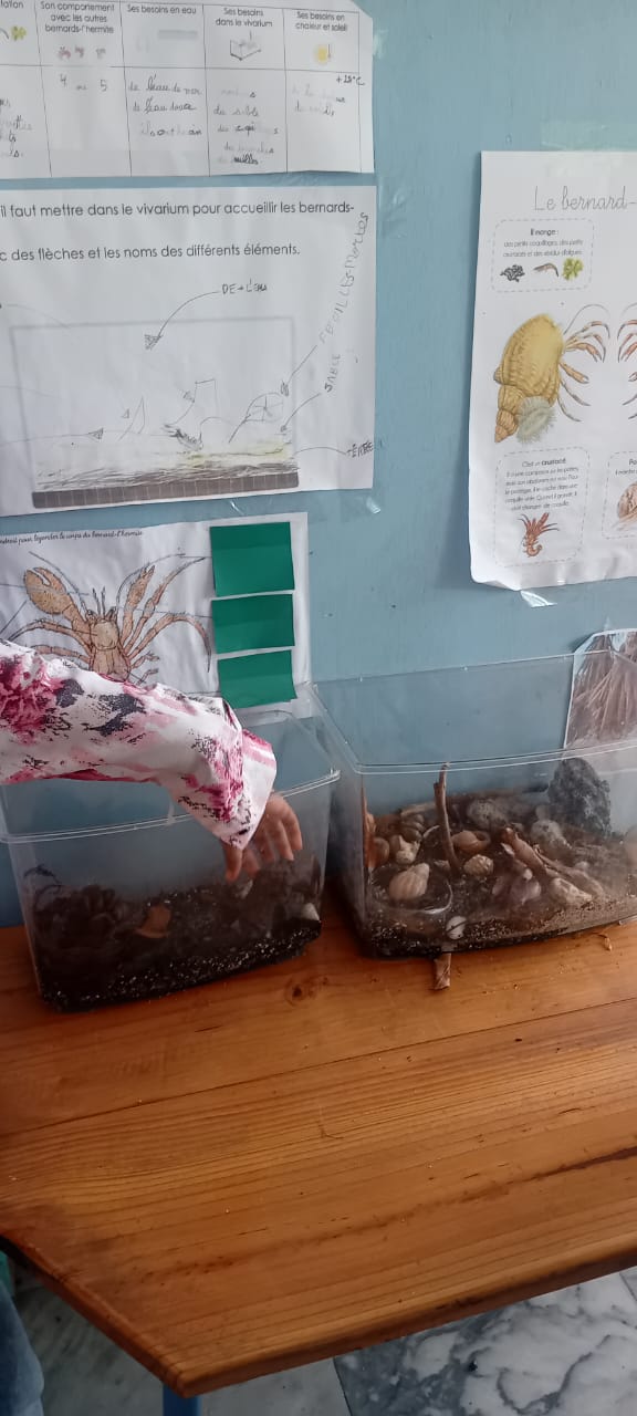 Bernard-l’hermite et coquille