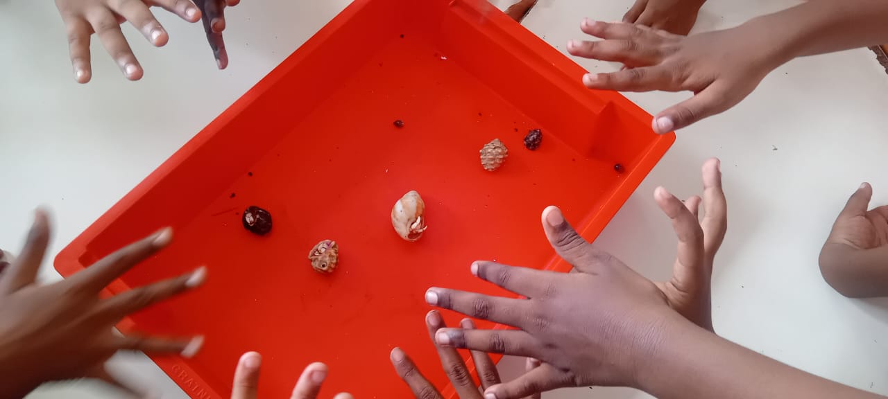 Remise en liberté des bernard-l’hermite